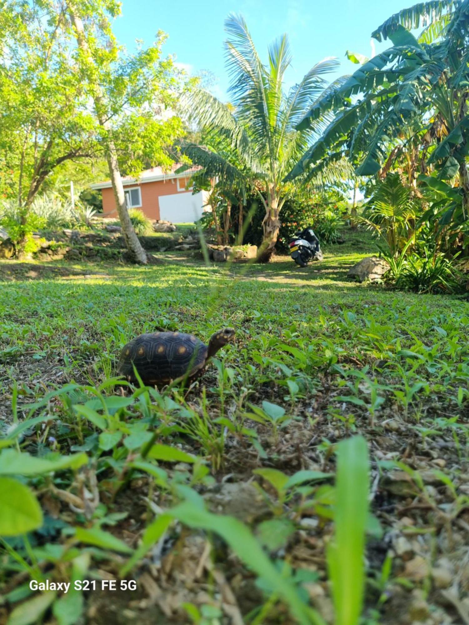 فيلا Frenchy'S Aguadulce المظهر الخارجي الصورة